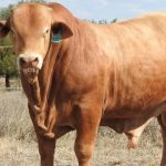 'Very exciting sale': Year-on-year average increases at Grassy Creek sale