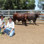 Weekly genetics review: Is navel gazing impacting your herd’s fertility?