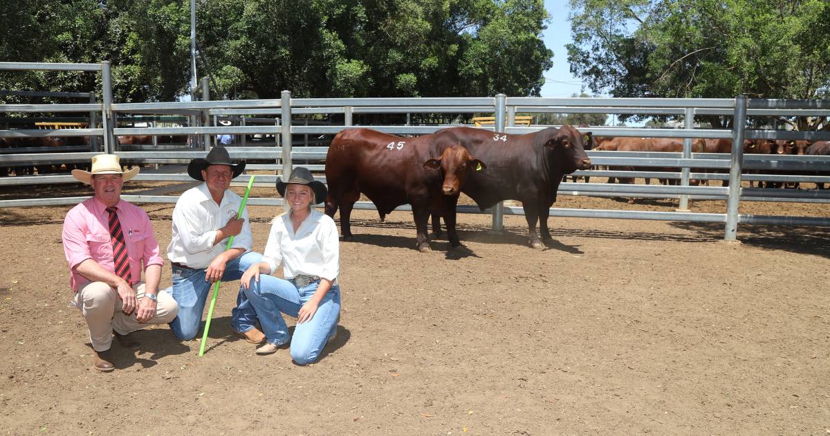 Barcoo Santa Breeders’ sale closes off big year for breeders | Queensland Country Life