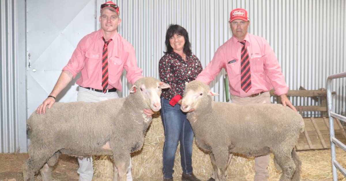 Royston Prime SAMM sells to $3500 at Napier | Farm Weekly