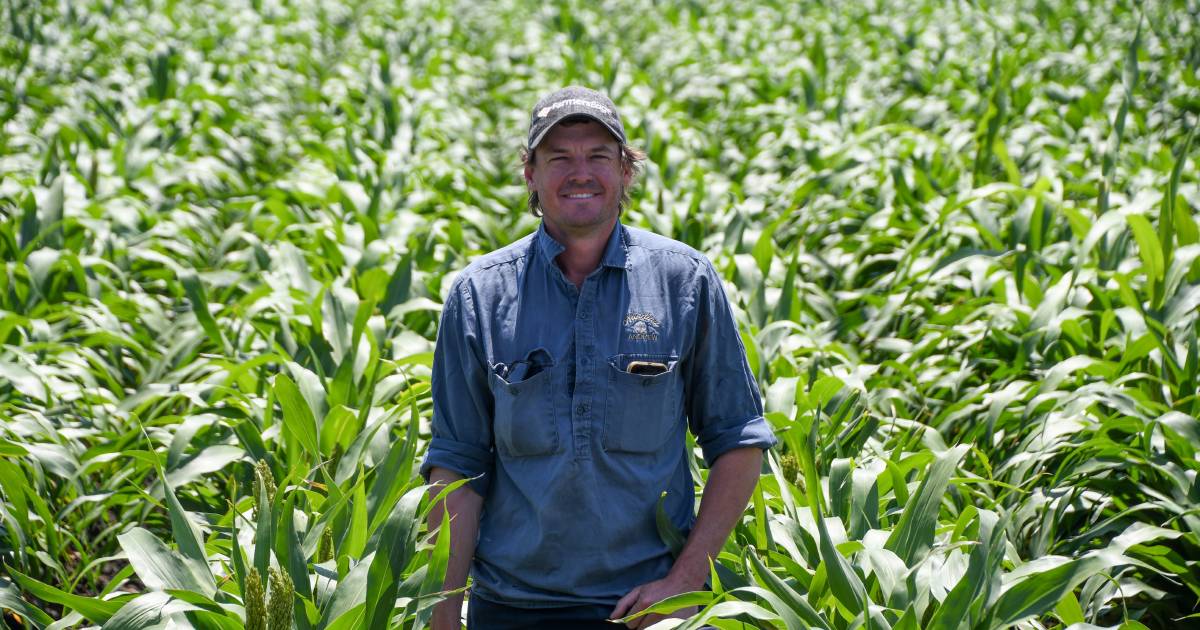 Dawson Valley cotton grower gives sorghum a go as a rotational crop | Queensland Country Life