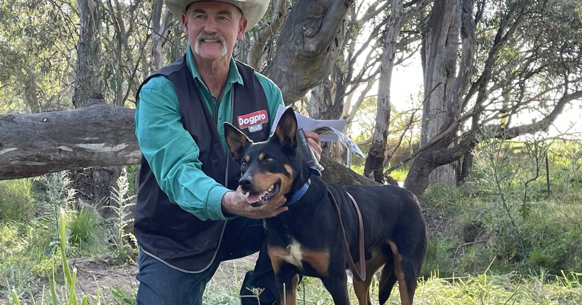 Repeat wins for Henty's top yard and sheep dog competitors