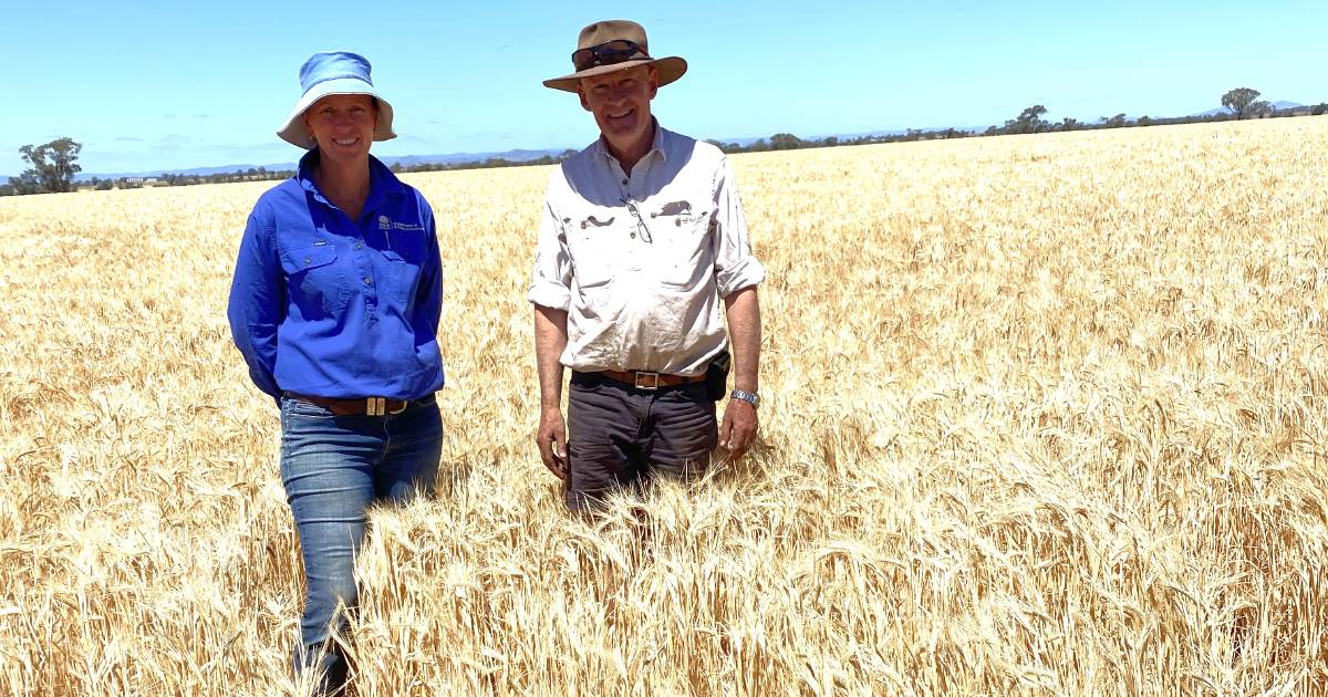 Maximus barley wins Duri Ag Bureau comp | The Land