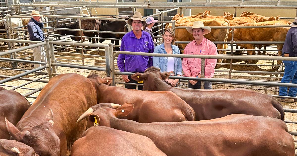 Cows and calves to $1190 at Dubbo Inland Petroleum Spring Female Feature