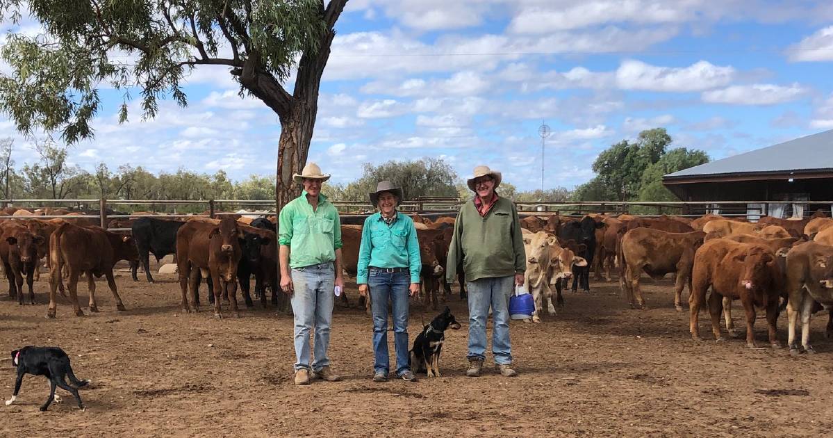 Prairie's Bogunda Station triumphs in feedlot steer competition