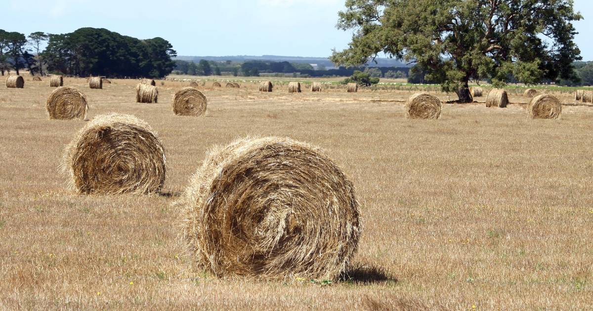 Make hay while the sun shines: China lifts unofficial two-year ban