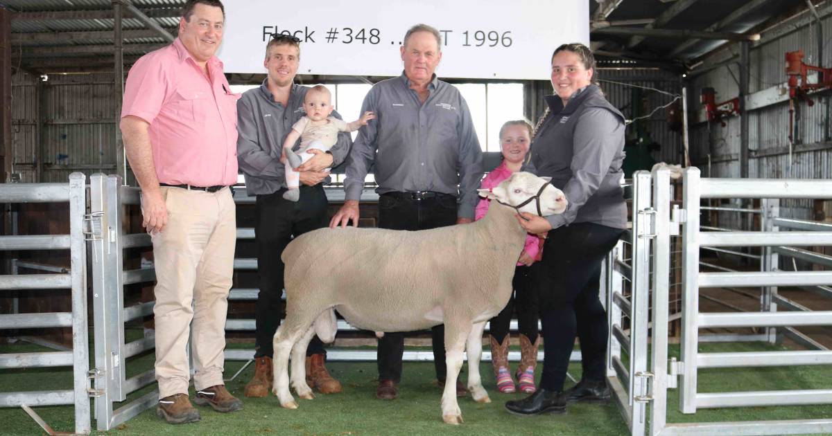 Hedingham White Suffolk starts with $4100 high at Wickepin | Farm Weekly