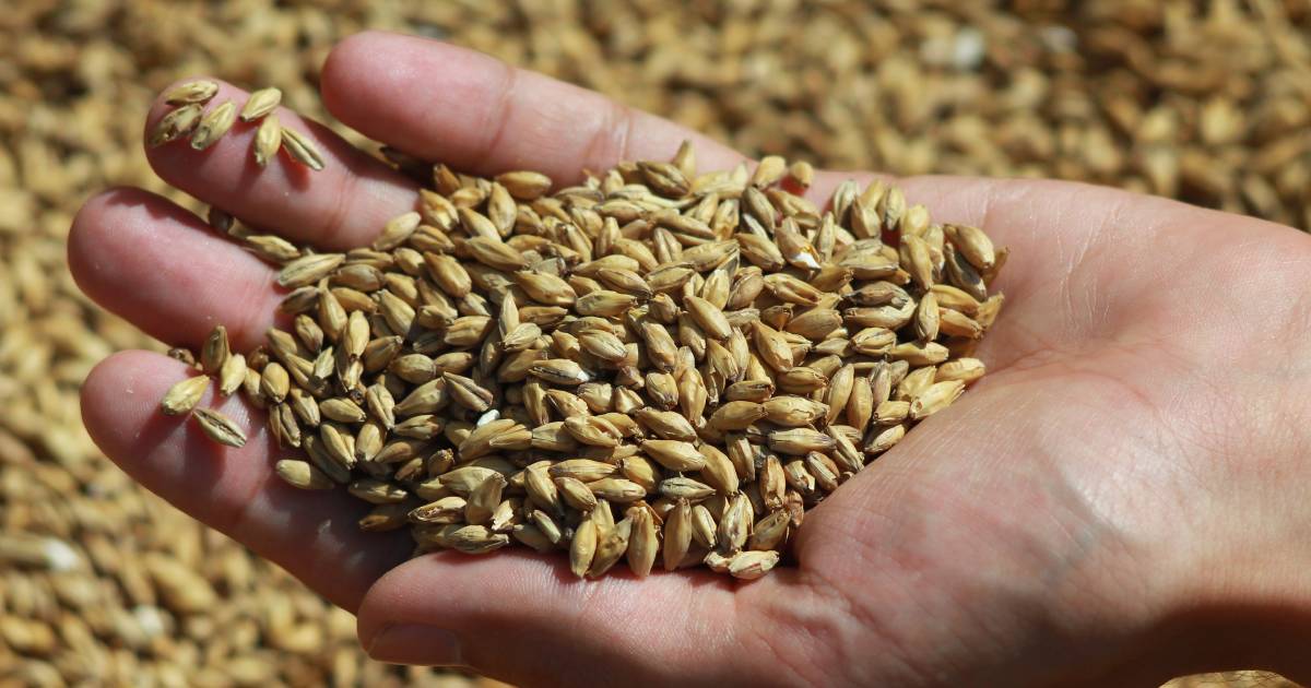 ORICoop buys South Australian Four Leaf organic grain milling company | The Land