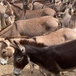 Inaugural Carinya Garglen Brahman bull sale gains buyer interest from three states and territories | Queensland Country Life