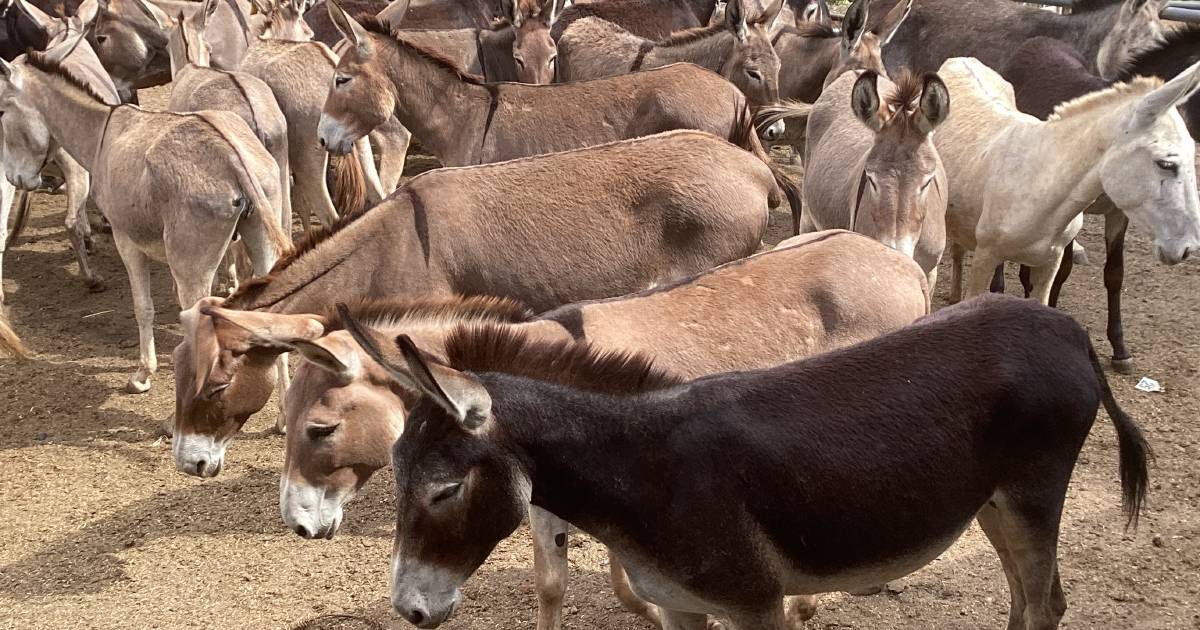 Demand for donkeys on the rise in fight against wild dogs