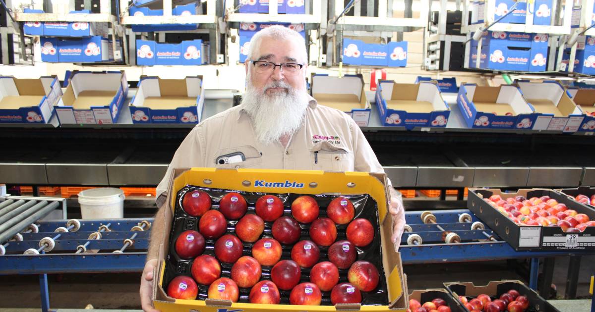 Locals help to pick stone fruit