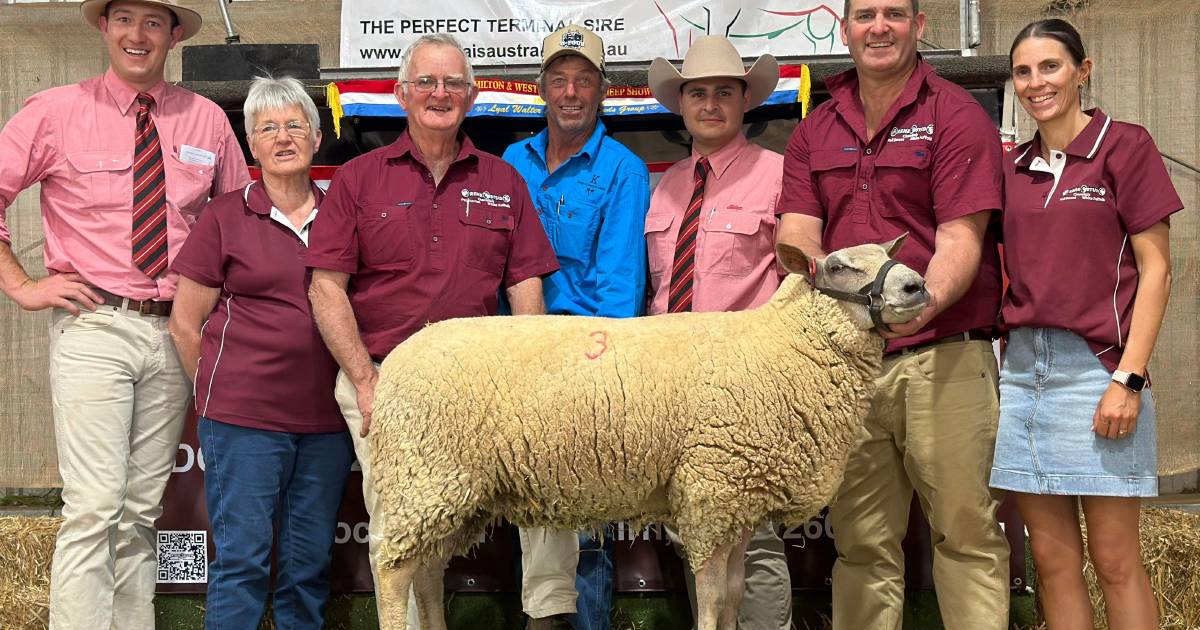 A new Australian Charollais ewe record has been set by Rene stud | The Land