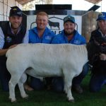 Strathmore Santa Gertrudis sale at Blackall receives wide support | Queensland Country Life