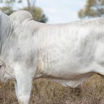 EU trade deal must be fair, not just free: Cattle Australia