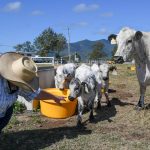 Glimmer of hope for cattle and beef markets | The First Draft