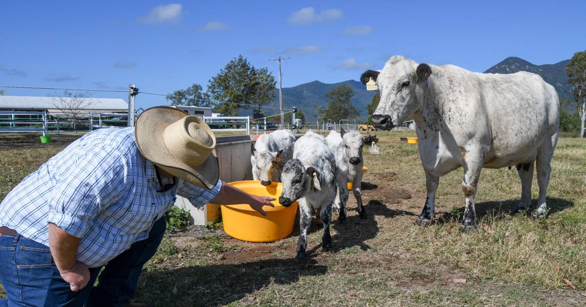 Speckle Park triplets could star at Beef 2024