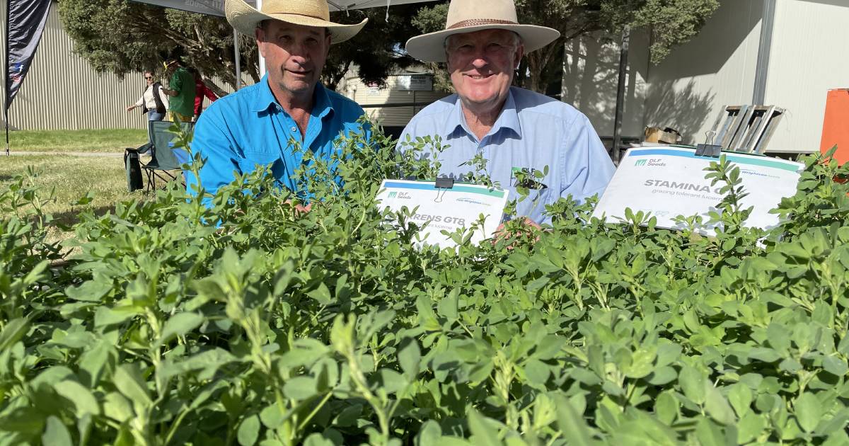 Lucerne seed's record price levels ease