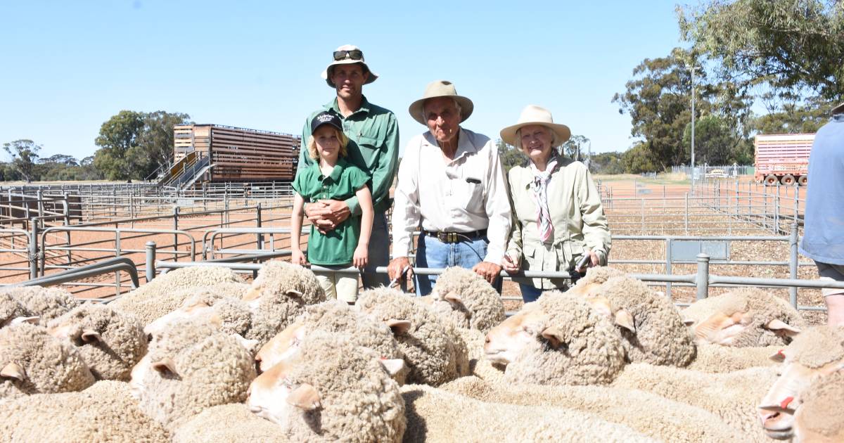 Merino ewes make up to $100 in Corrigin and Wickepin sheep sale | Farm Weekly