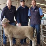 Springdale Aussie White rams reach $2800