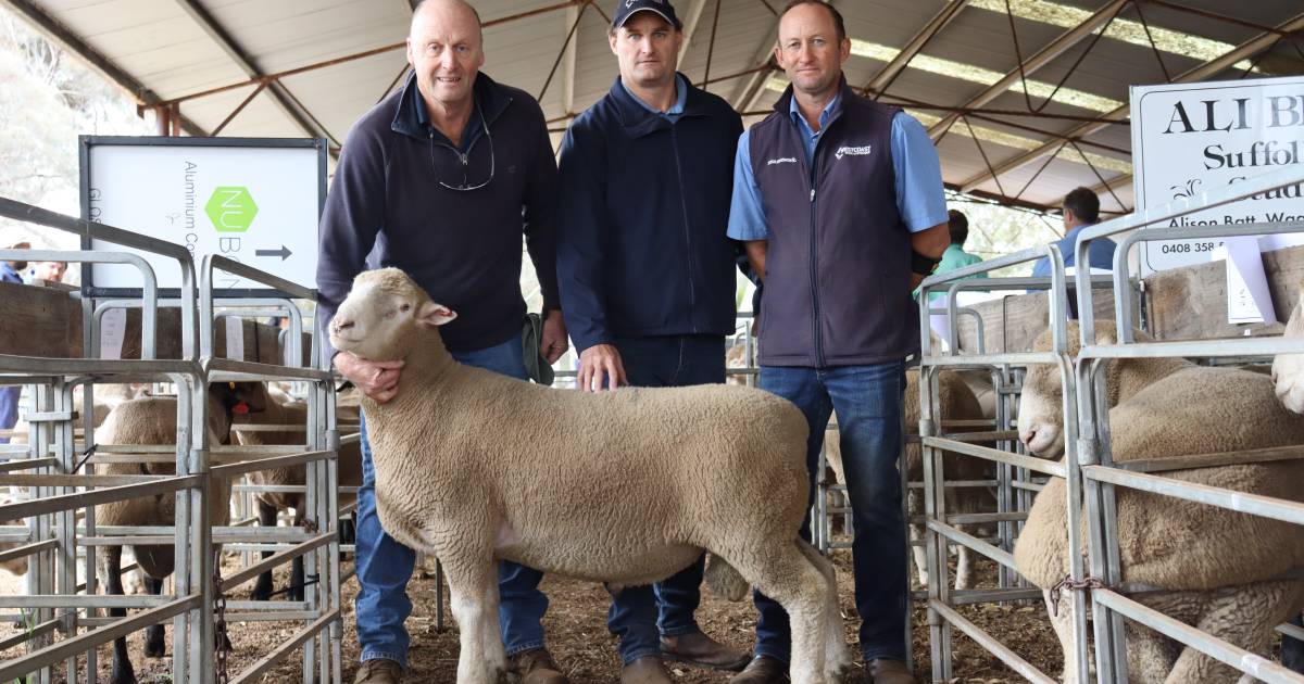 Five rams top the sales at Darkan