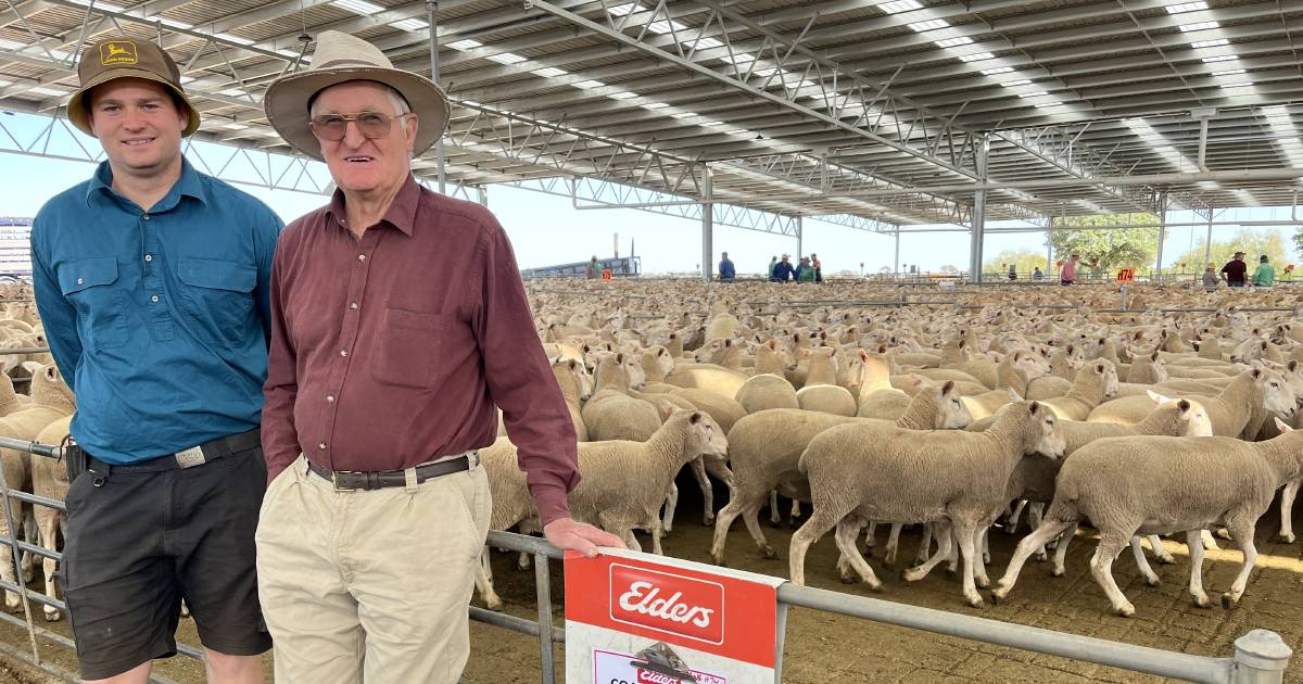 First-cross ewes at Corowa topped sale at $238 | The Land