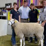 Catering for Merino and Poll Merino buyers