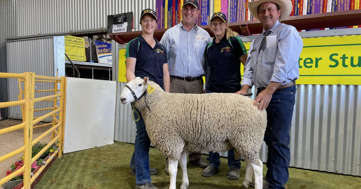 New buyers dominate at Wattle Farm Border Leicester sale