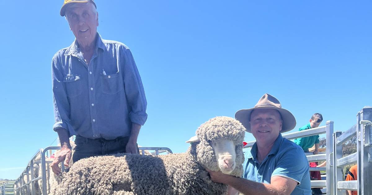 Volume buyers underpin sale for Fosterfield Merinos