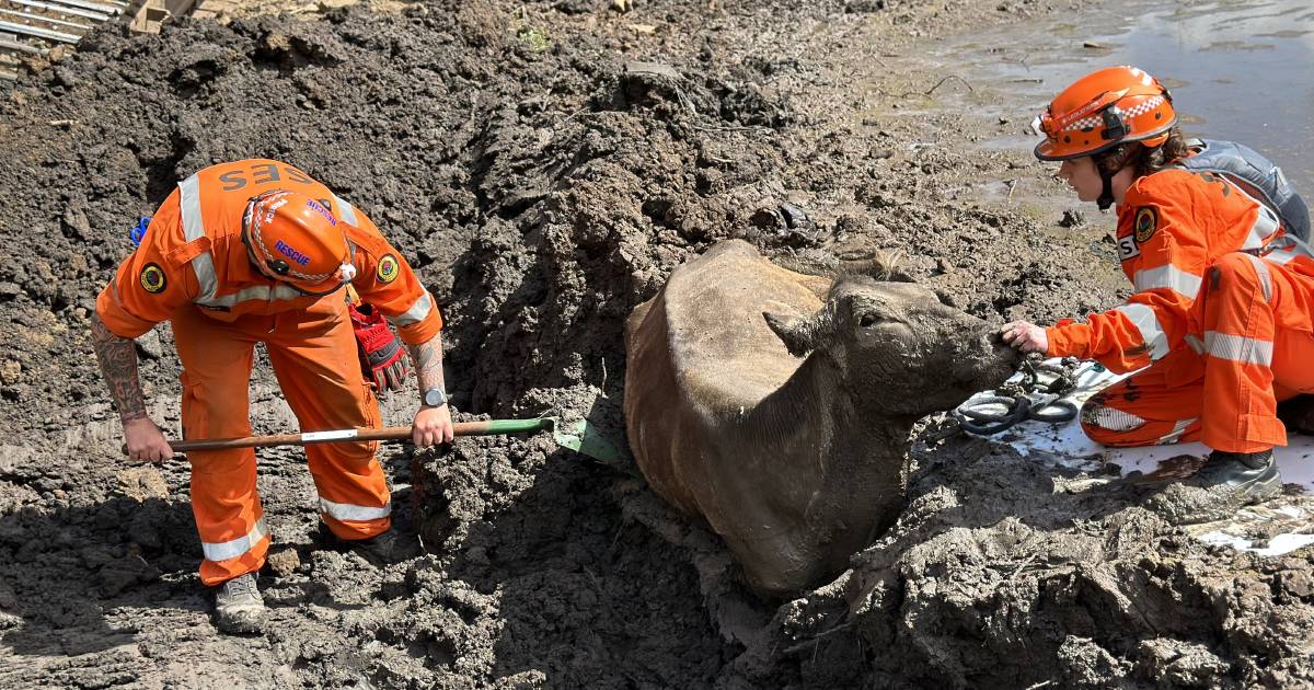 Watch as cow rescued after sinking neck-deep in 'quicksand' mud