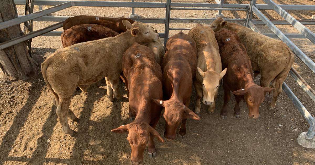 Angus cross Droughtmaster heifers 7-12 months sell to $490 at Toogoolawah | Queensland Country Life