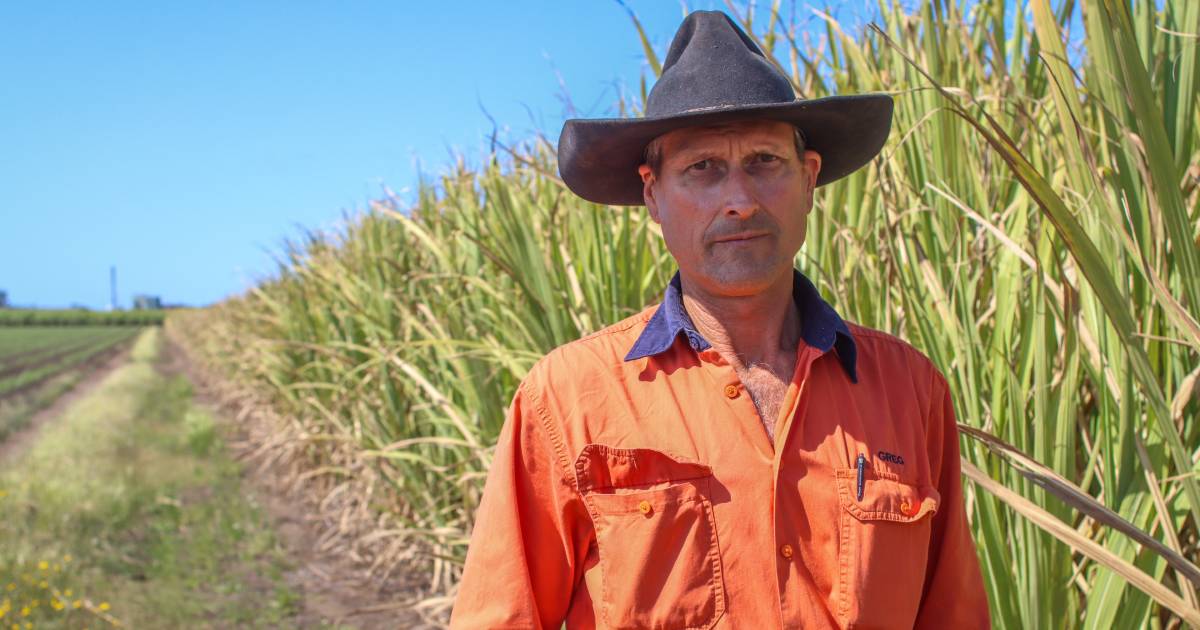 Rocky Point cane growers face delayed harvest | Queensland Country Life