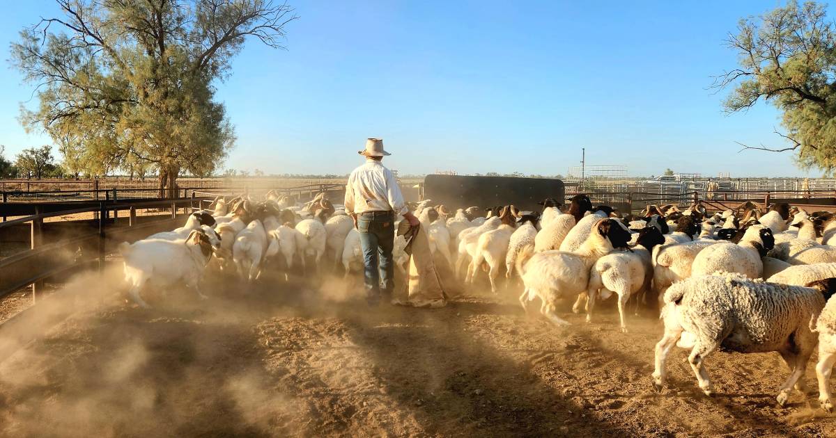 West Qld sheep producers sitting tight, riding out price drop | Queensland Country Life