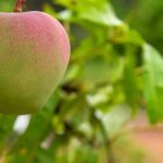 Out-of-season custard apple harvest in full swing at Sunshine Coast