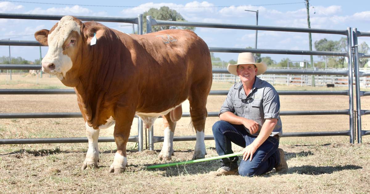 Karragarra Simmentals achieve complete clearance | Queensland Country Life