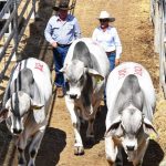 Brahman Week kicks of for 2023 with eight bulls over $30,000 | Queensland Country Life