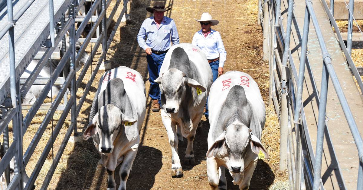 Top vendor averages on day one of Rockhampton Brahman Week Sale