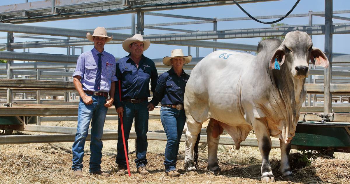 Lancefield Invitational sale sets solid average | Queensland Country Life