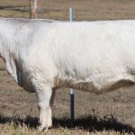 Charolais cross steers reach 270c/$639 at Roma store sale | Queensland Country Life