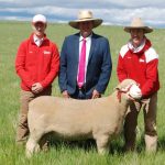 Cow and calf top Dubbo store sale at $400