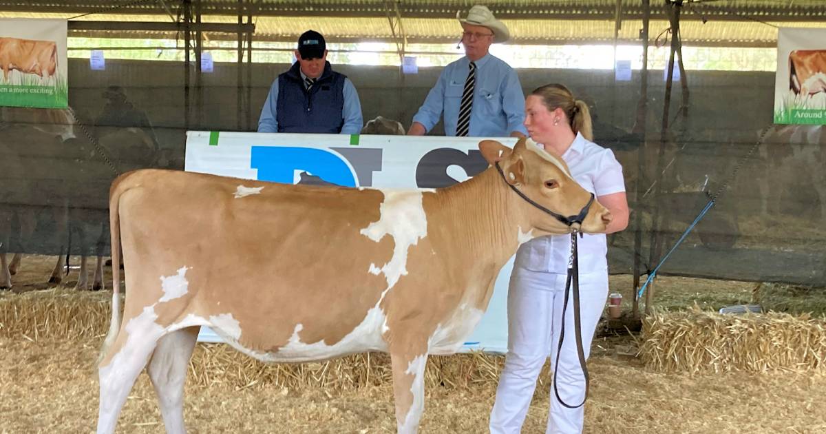 Guernsey heifer sells for breed Australian record price