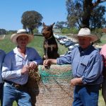 Tilba Tilba Poll Merino tops at $3000 at Williams | Farm Weekly