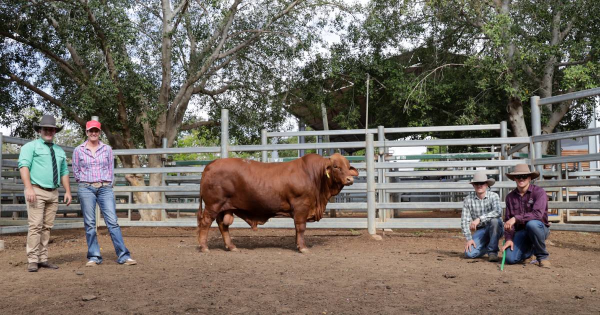 Glenlands buys top priced bull at Artesian Droughtmaster sale