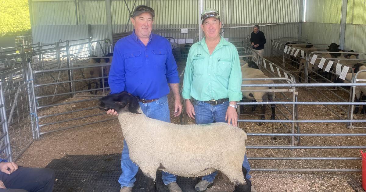 Bowen Suffolks welcome return buyers | The Land