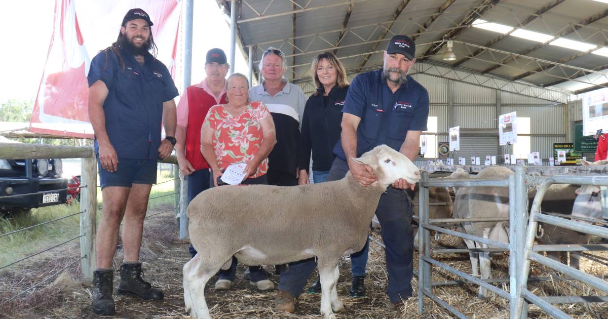 Blackwood White Suffolk sells for $1400 at Dinninup ram sale | Farm Weekly