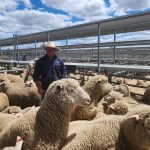 Price reprieve for sheep producers