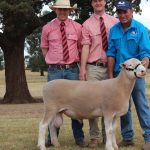 Steers sell to $900 at Bega