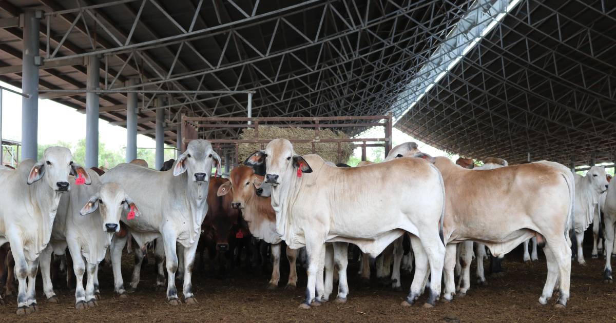 No limit to heavy supply: KPMG forecasts more cattle market pain | Farm Weekly