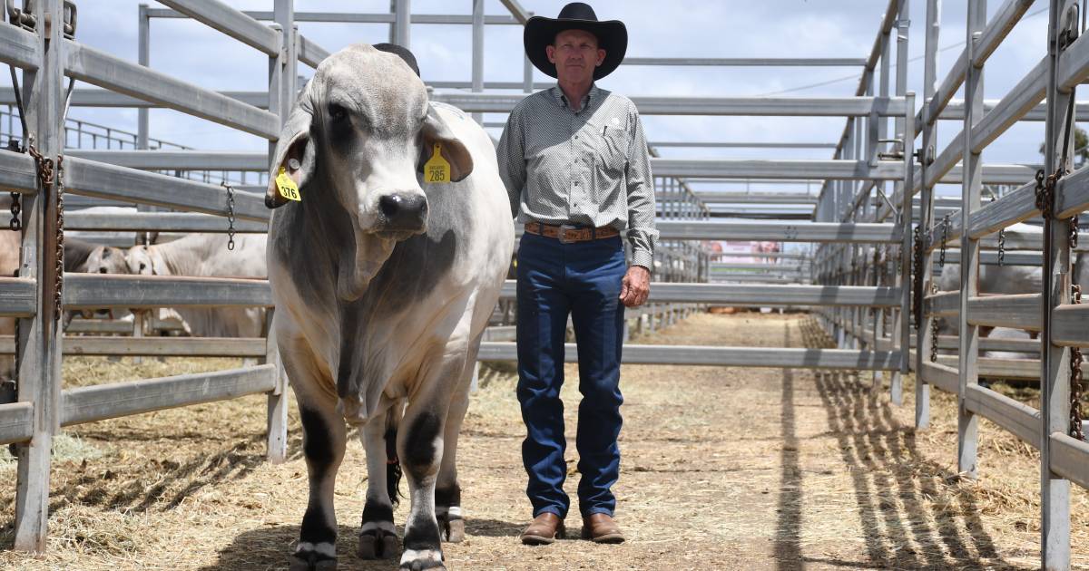 Accelerator sons average well at Brahman Week Sale | Queensland Country Life