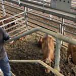 Livestock ship to return to Darwin port after engine room fire