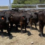 Steaks from record-challenging bullock, Iceberg, on AuctionsPlus | North Queensland Register